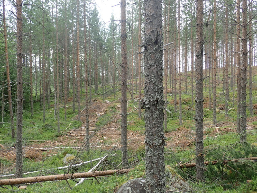 East view / Östliche Sicht