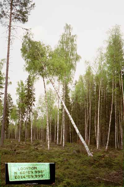 A recognisable tree near the spot.