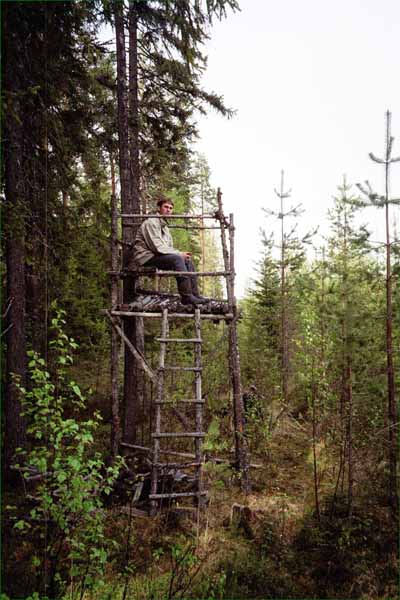 Daniel sitting in a moose-hunting tower, looking for rival confluence hunters.