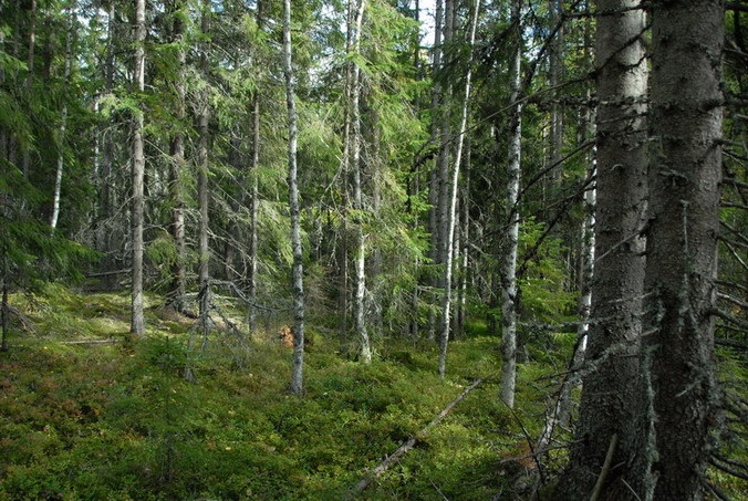 View north / Blick nach Norden