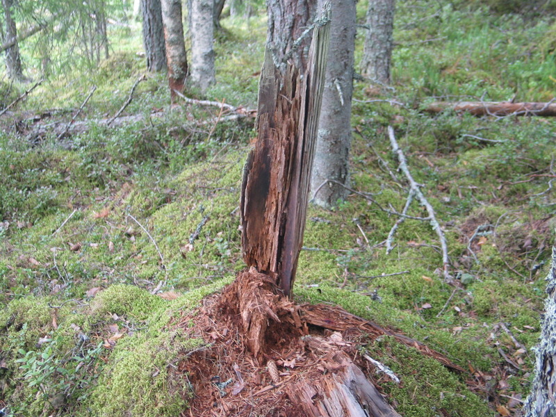 The ground at the Confluence