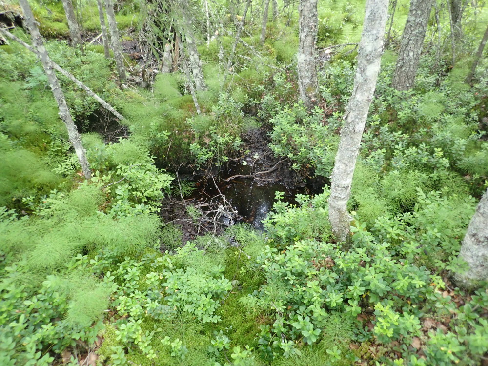 Swampy Area / Sumpfiges Gebiet