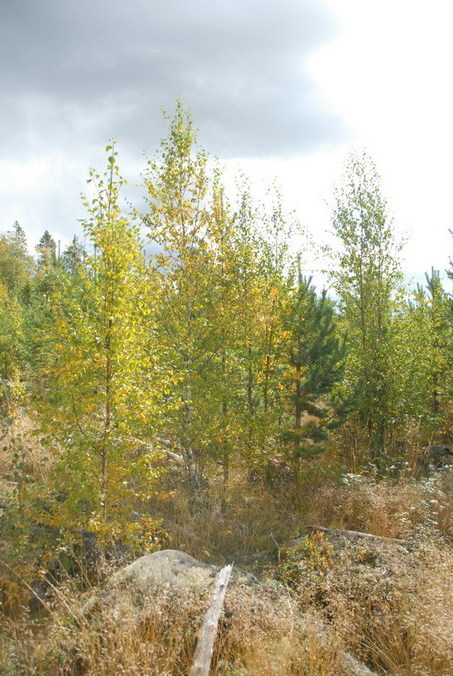 View north / Blick nach Norden