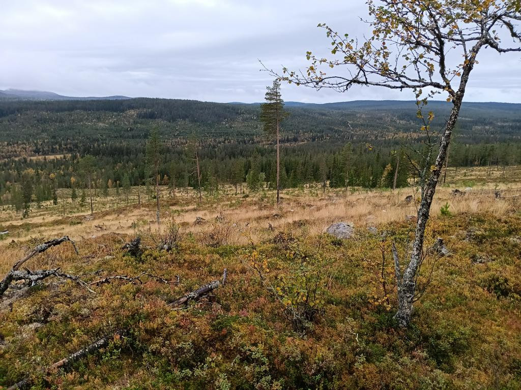 downhill at ridge on way back