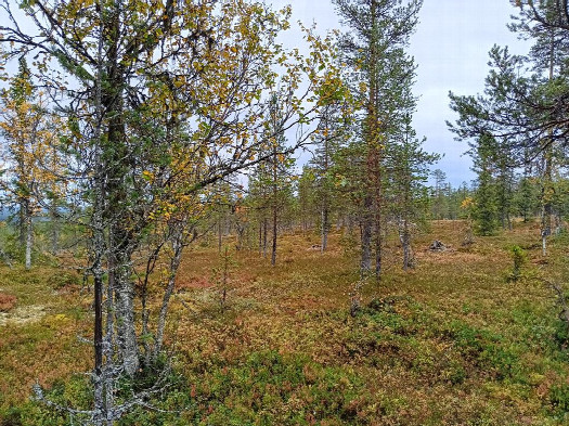 #1: Norden; view north