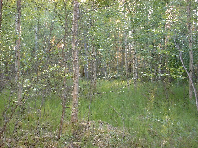 Looking west