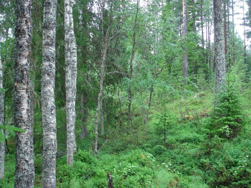 Östliche Sicht / East view