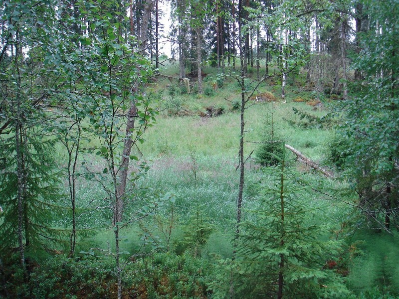 Kleines Sumpfgebiet / Little swampy area near point