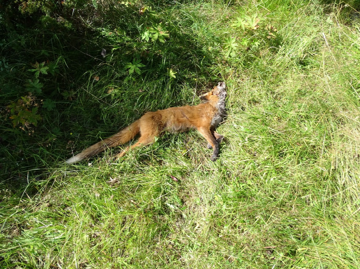 Dead Fox