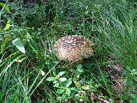 #9: Mushroom
