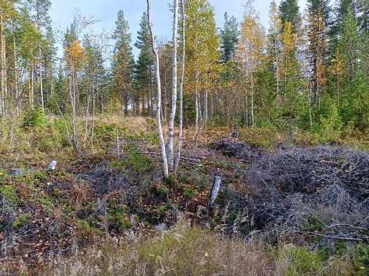 #1: Norden; view north