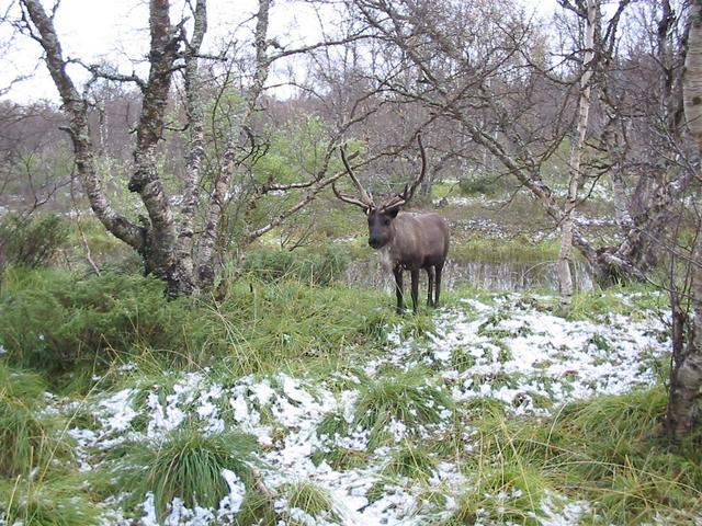 Reindeer in Valadalen