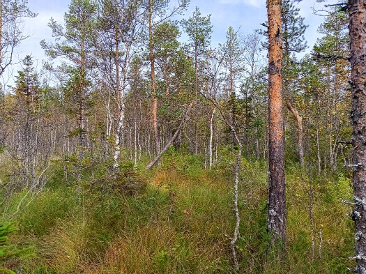 #1: Norden; view north