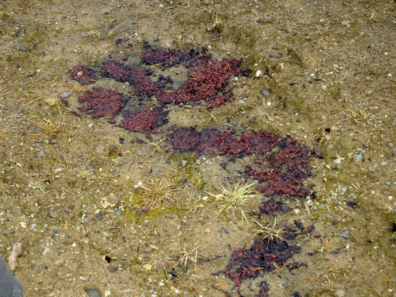 Bear poop