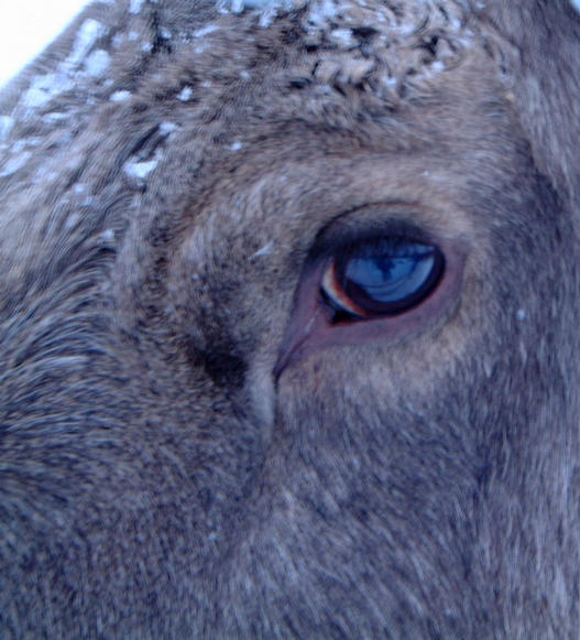 Eye of a tame moose at a nearby moose farm.