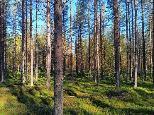 #1: Norden; view north