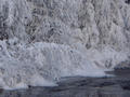 #7: Dippers seeking food in -20C temperature