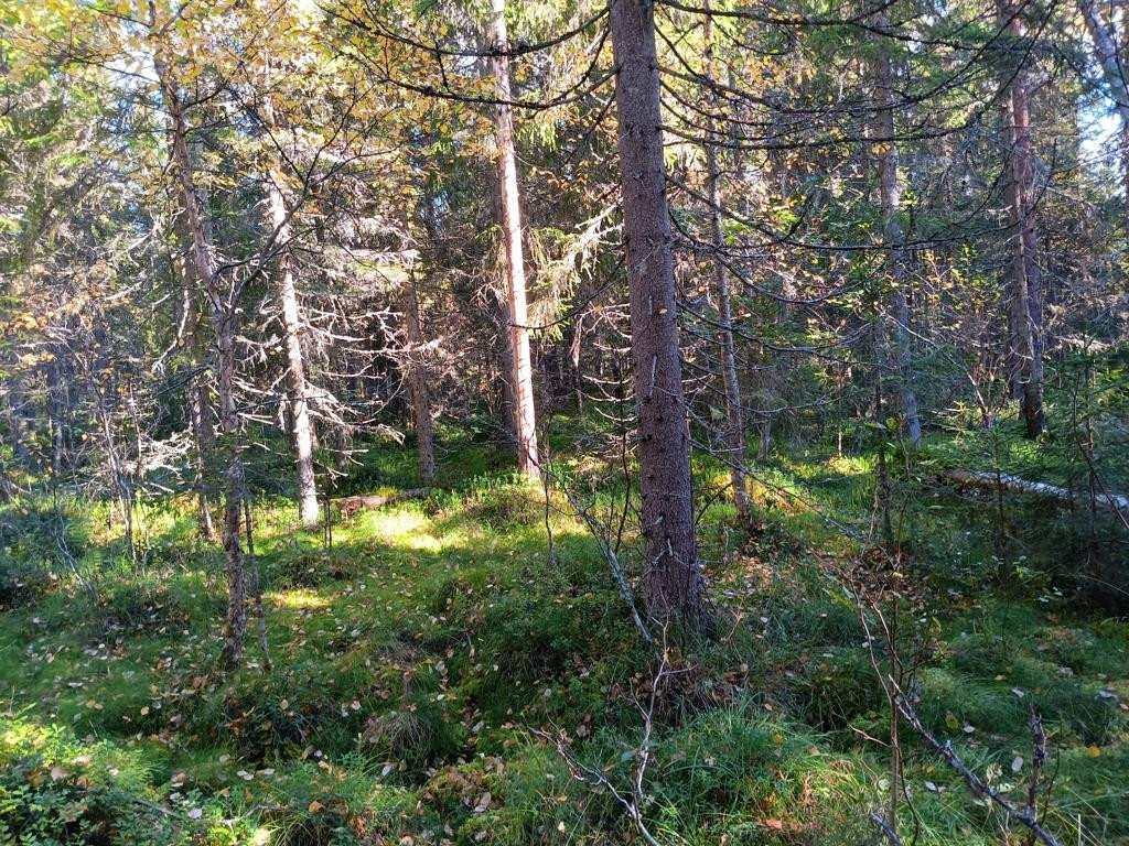 in forest towards CP