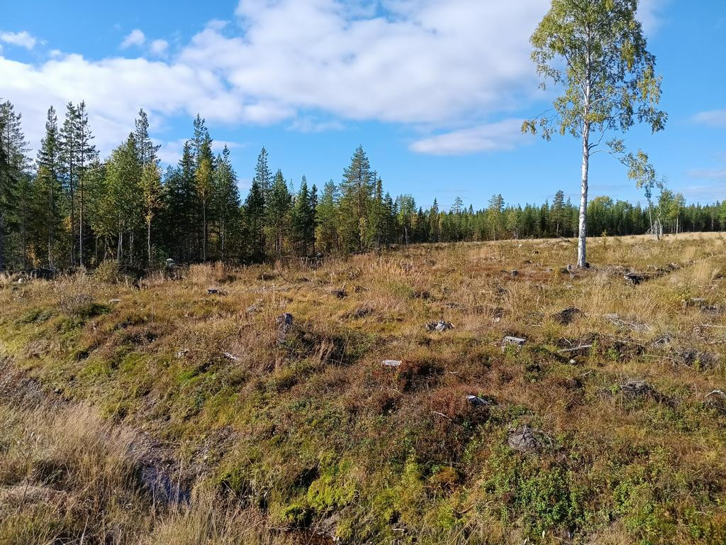 end of clearing area; ditch