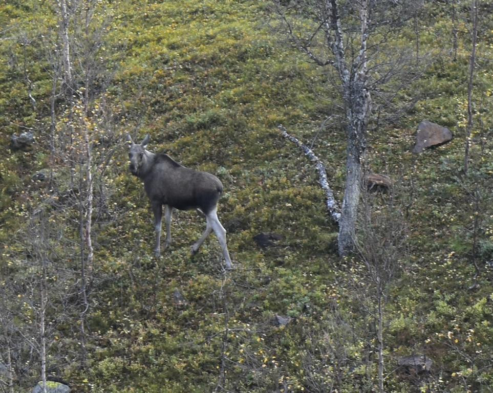 Elk