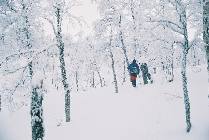 Going upwards through the birch forest