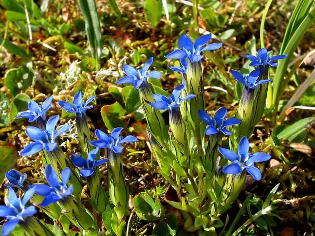 Gentian about 1 km south of confluence