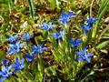 #7: Gentian about 1 km south of confluence