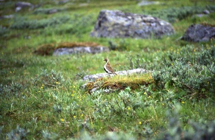 Golden Plover