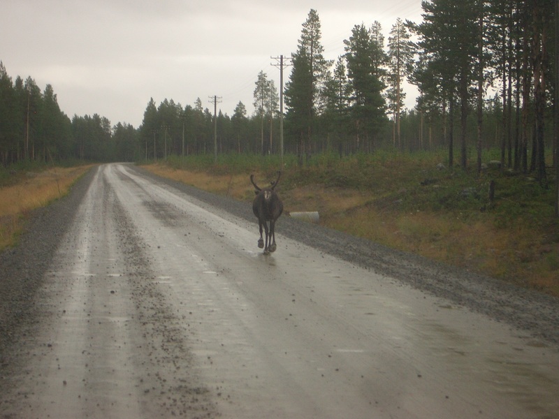 Reindeer on the road