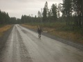 #8: Reindeer on the road