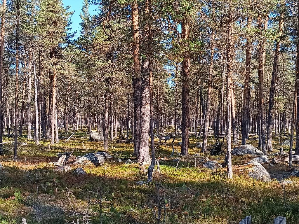 reindeers passing my way