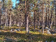 #8: reindeers passing my way