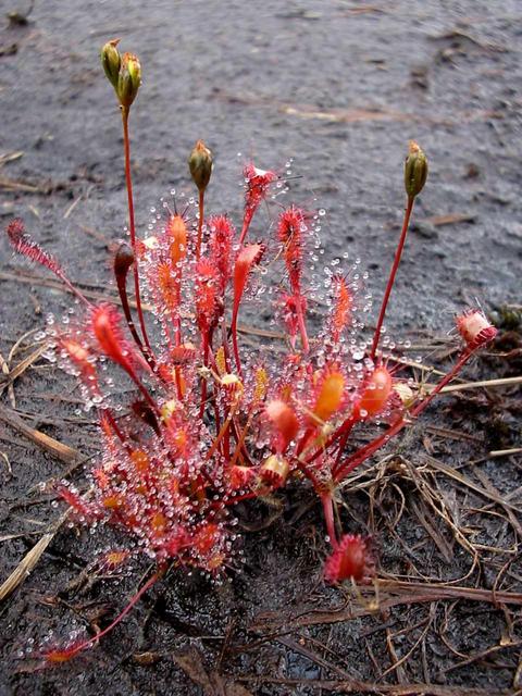 Sundew 780 m north of confluence