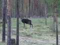 #7: The black reindeer