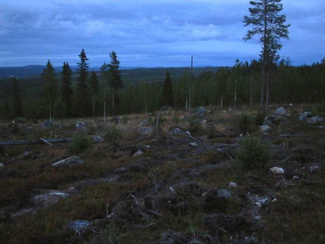 Overview from 50 m west of confluence