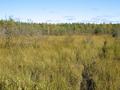 #6: Moose trail over bog, 100 m SW of confluence