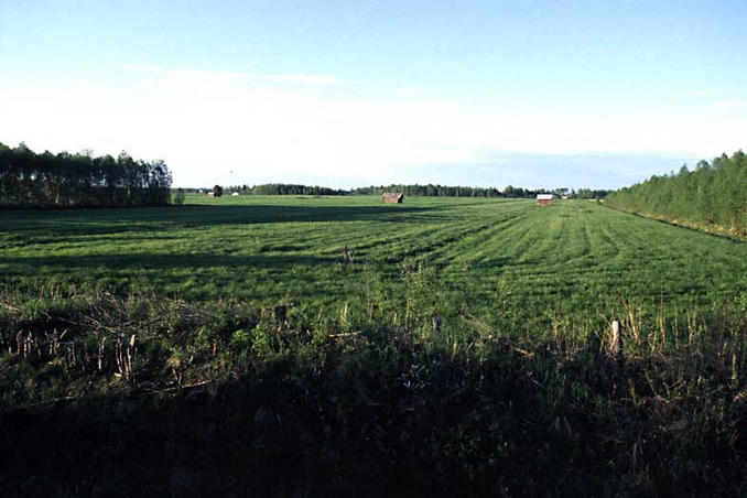 An overview over the meadow