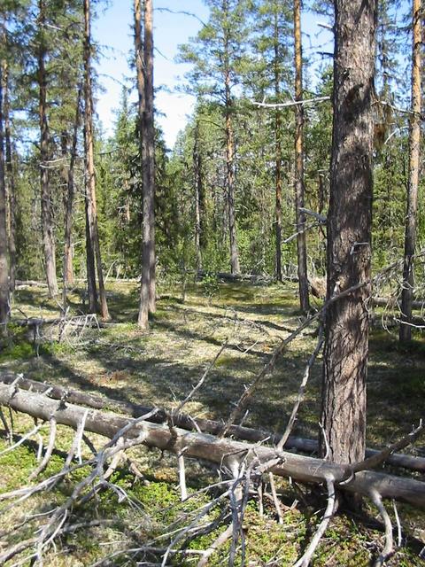 Old forest 600 m north of the Addurbäcken - Nautasjokk confluence