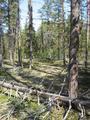 #5: Old forest 600 m north of the Addurbäcken - Nautasjokk confluence