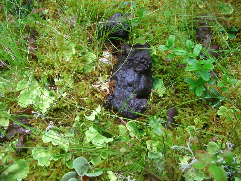 Bear droppings(?)