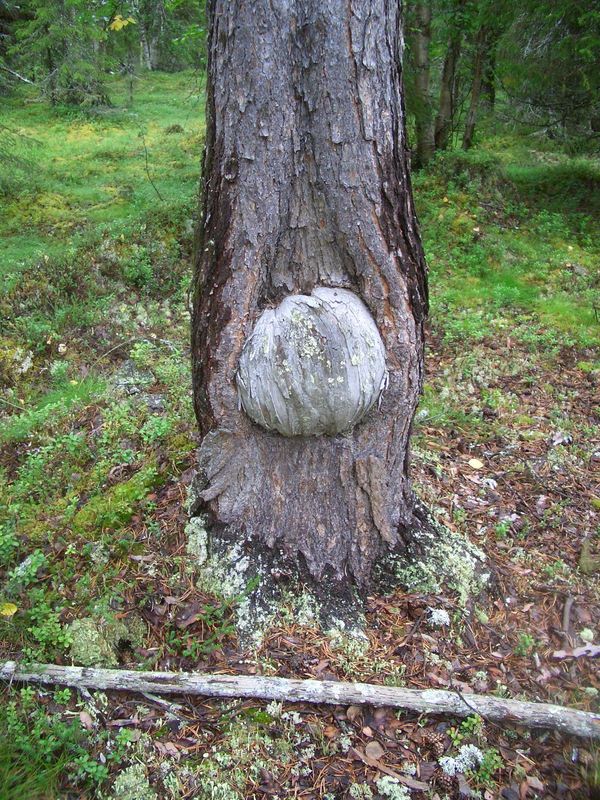 A "pregnant" pine