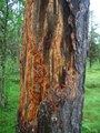#7: A bear was here (?)