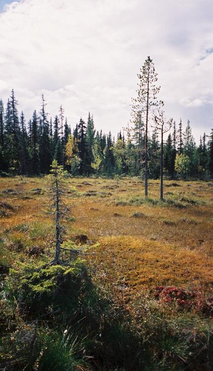 Bog in the vicinity of the confluence.