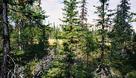 #2: View to the north. The bog is visible behind the trees.