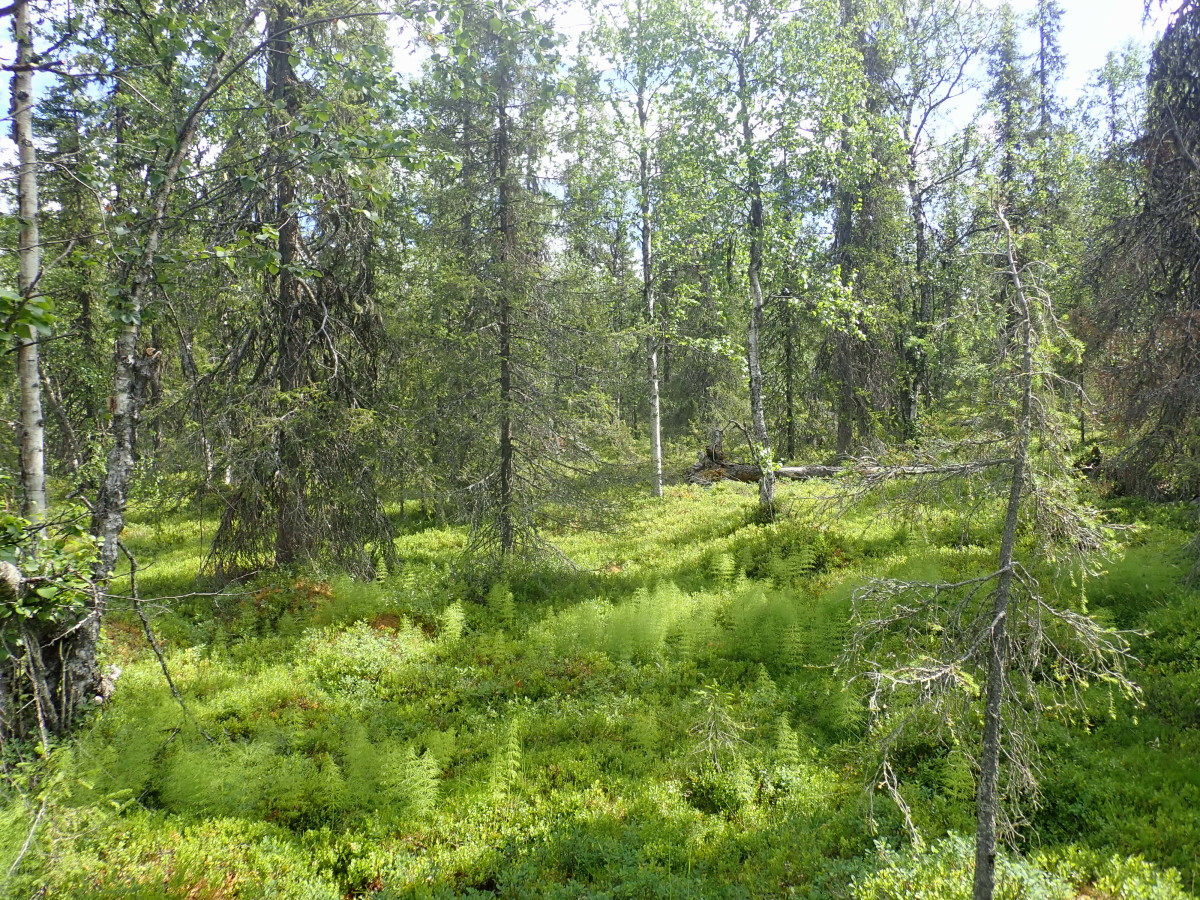 East view / Östliche Sicht