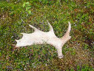 #8: Half Elk Antler on the way  / Halbes Elchgeweih auf dem Weg