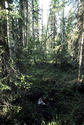 #3: The forest around, 2