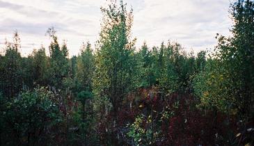 #1: Confluence point. The point is a little to the right of the bush in the middle of the picture. Looking west.