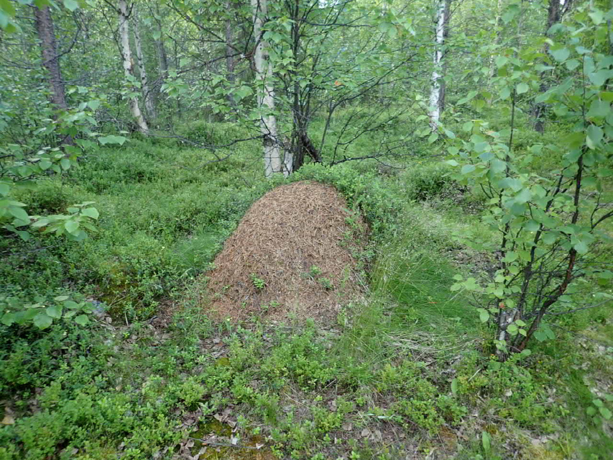 Big Anns in the Forrest - Millionen von Ameisen