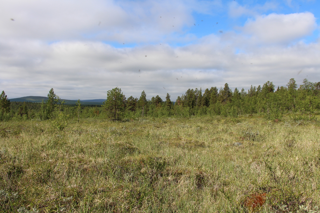 view to the West with mosquitoes